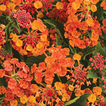 LUSCIOUS® Marmalade Lantana