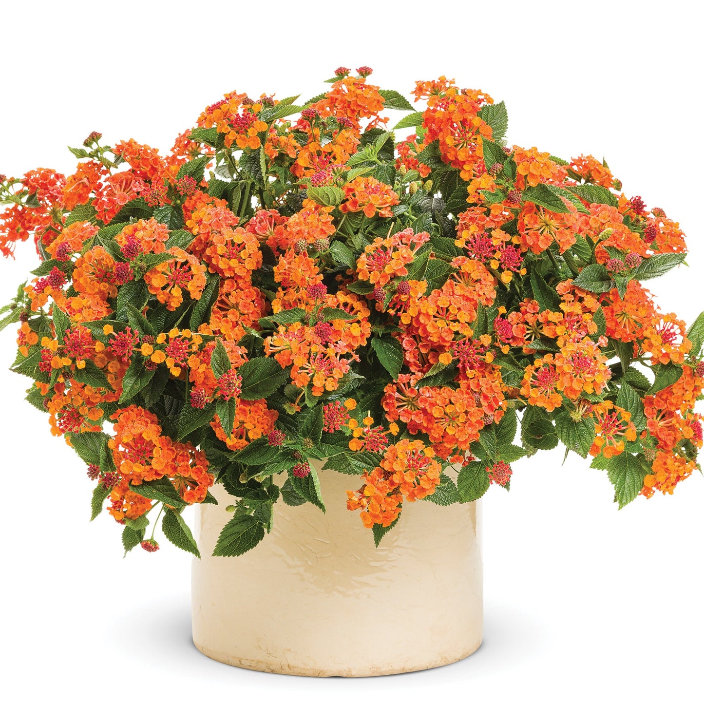 LUSCIOUS® Marmalade Lantana