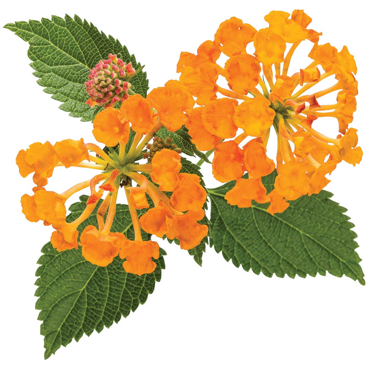 LUSCIOUS® Marmalade Lantana