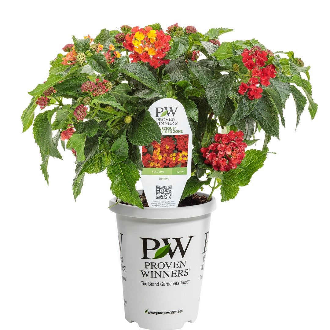 Lantana Luscious® Royale Red Zone™