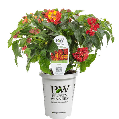Lantana Luscious® Royale Red Zone™