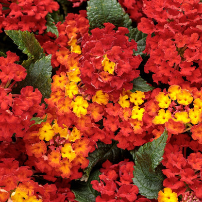 Lantana Luscious® Royale Red Zone™