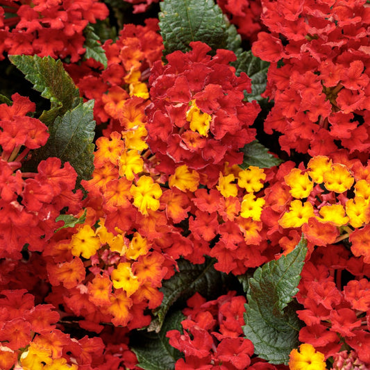 Lantana Luscious® Royale Red Zone™