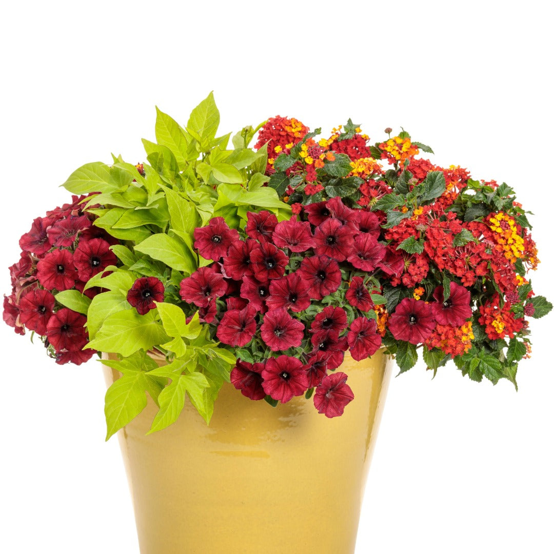 Lantana Luscious® Royale Red Zone™