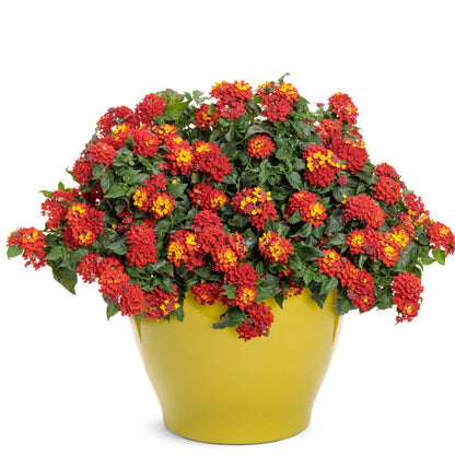 Lantana Luscious® Royale Red Zone™