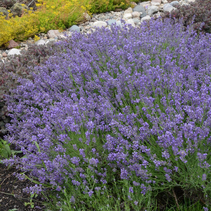 Lavande anglaise 'Essence Purple'