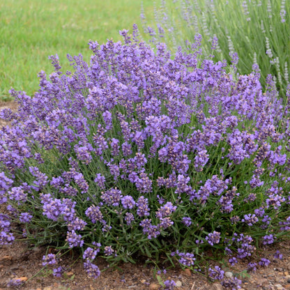 Lavande anglaise 'Essence Purple'