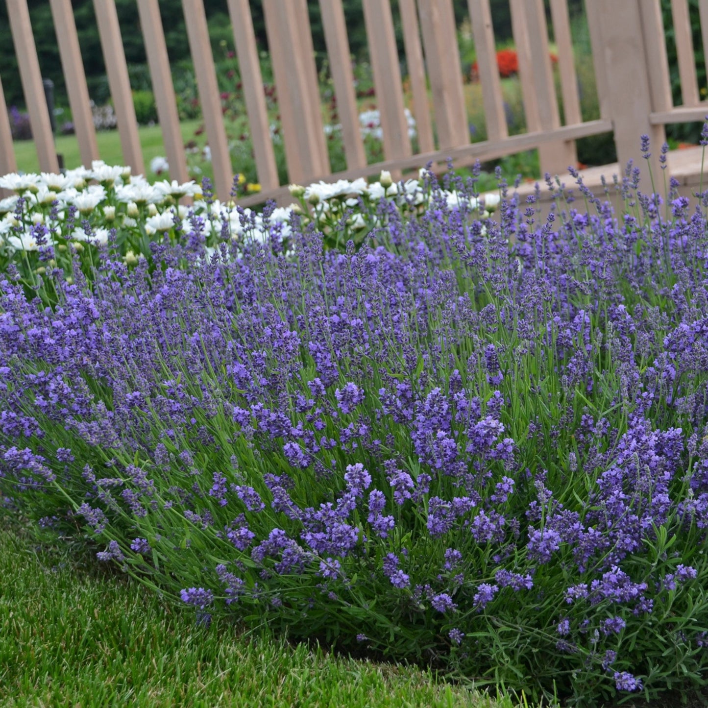 Essence Purple' English Lavender