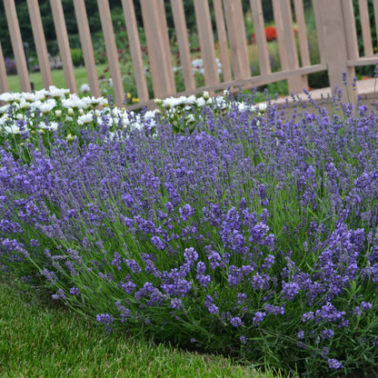 Lavande anglaise 'Essence Purple'