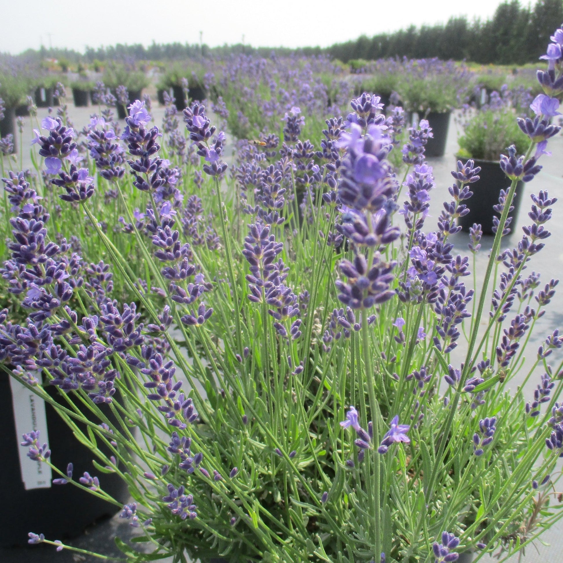 essence lavender plant Essence Purple' English Lavender – Jardineries Botanix