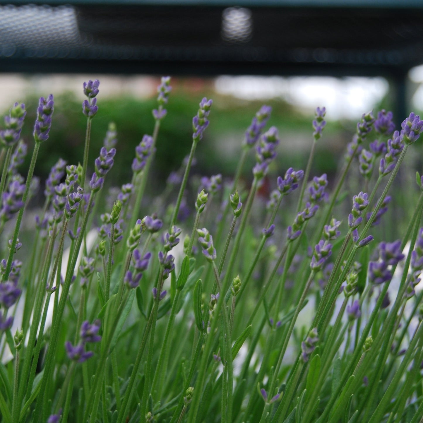 Lavande anglaise 'Essence Purple'