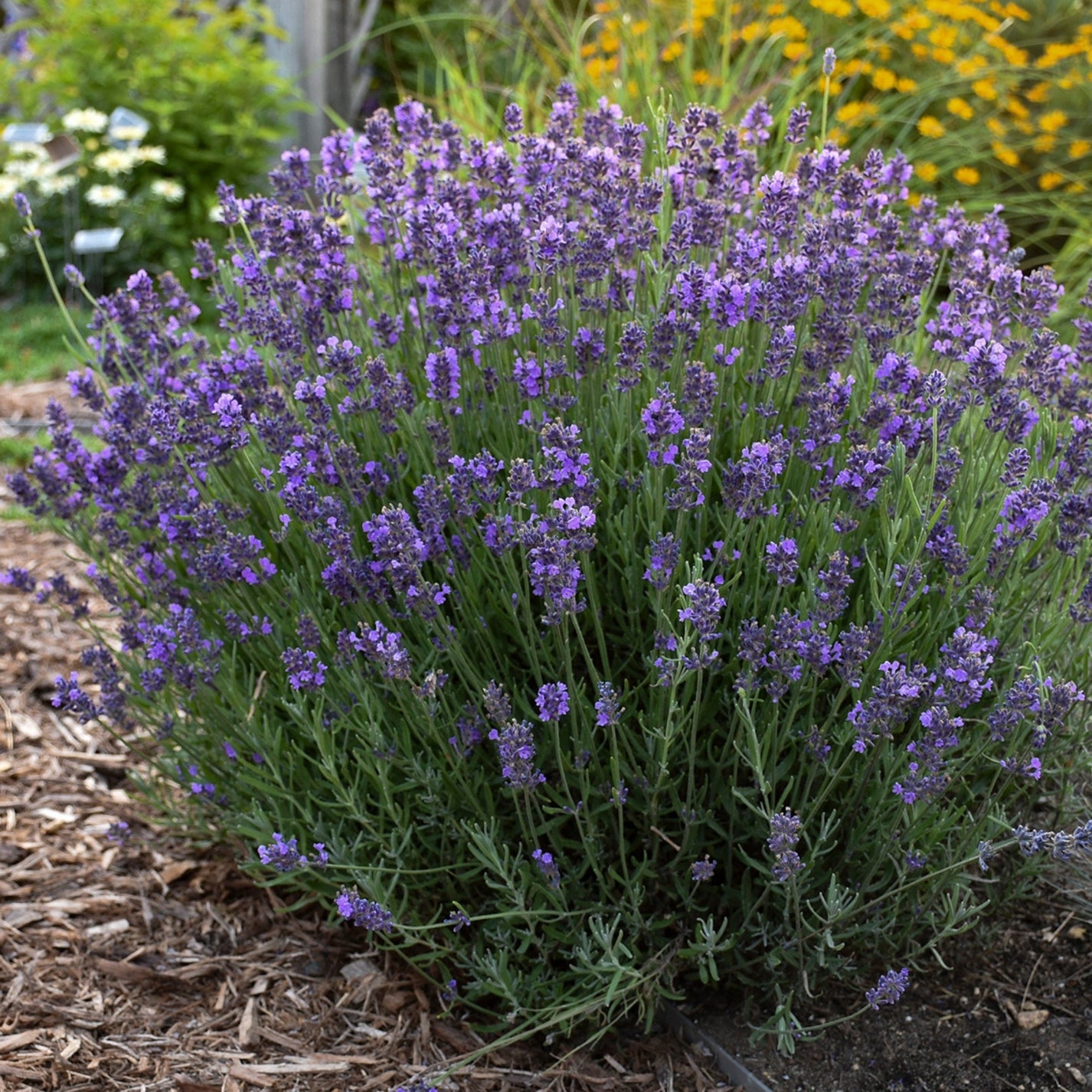 Hidcote Blue' English Lavender – Jardineries Botanix