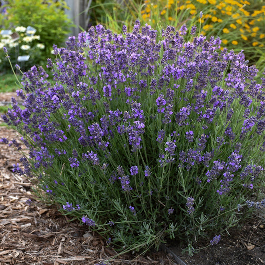 Hidcote Blue' English Lavender