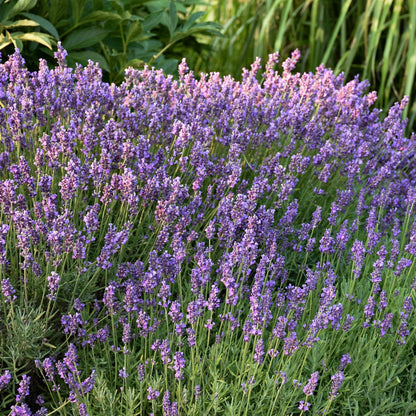 Lavande anglaise 'Hidcote Blue'