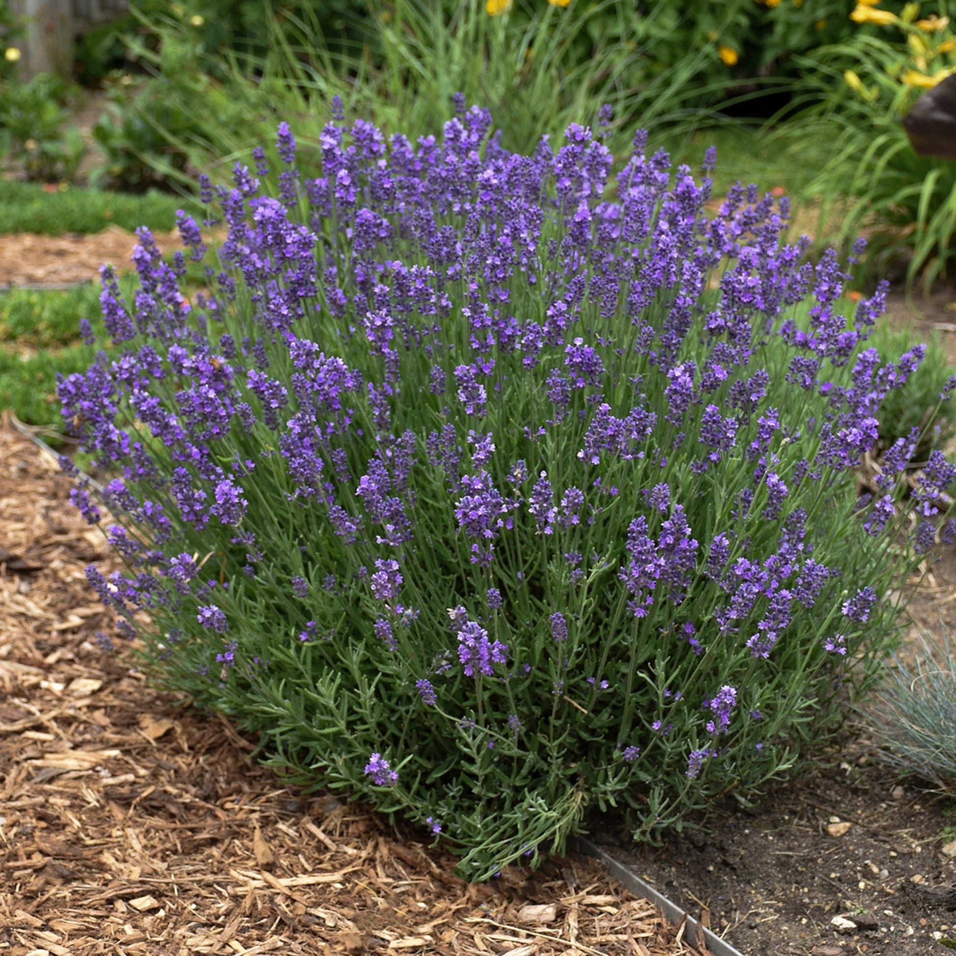hidcote blue lavender plants Create Vibrant Fragrant Borders | 'Hidcote' Lavender