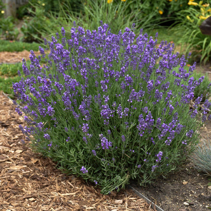 Lavande anglaise 'Hidcote Blue'