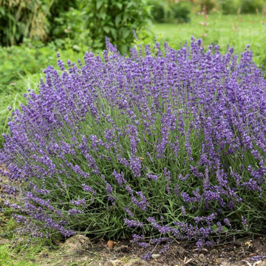 Lavande anglaise 'Imperial Gem'