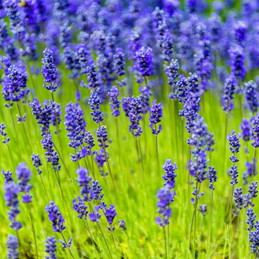 Munstead' English Lavender