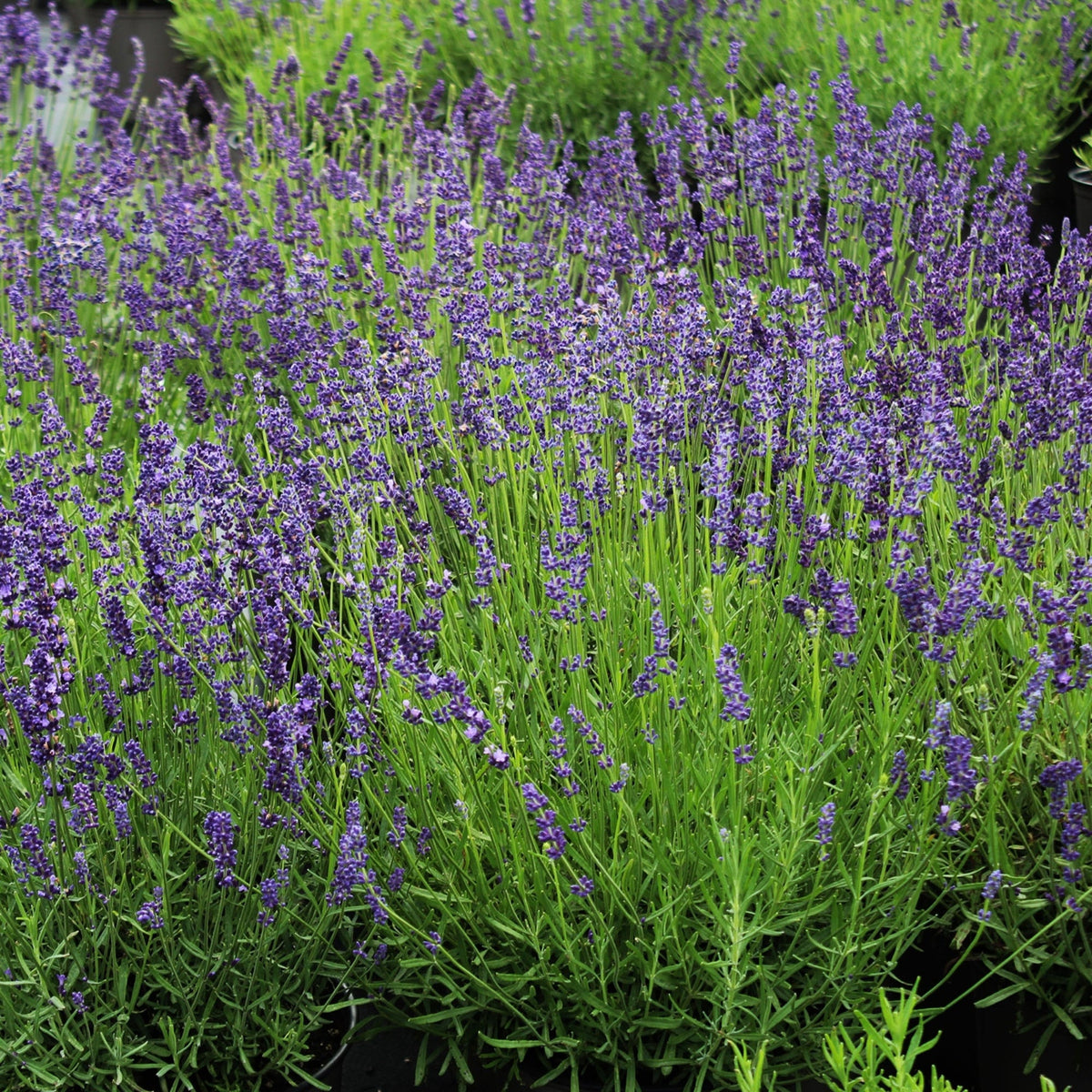 Parfumez votre jardin | Lavande Munstead | Botanix – Jardineries Botanix