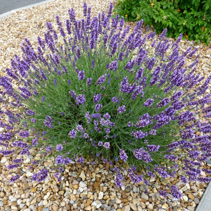 Grosso' Lavender