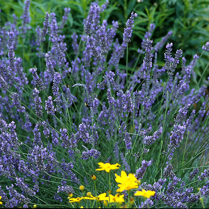 Grosso' Lavender