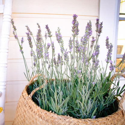 SENSATIONAL® Lavender