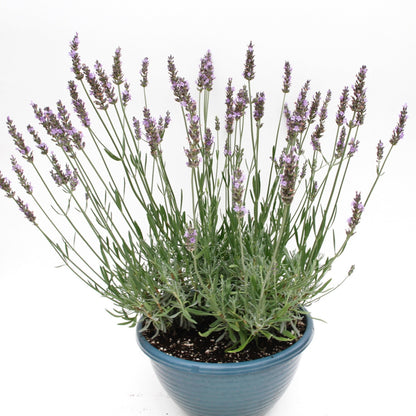 SENSATIONAL® Lavender