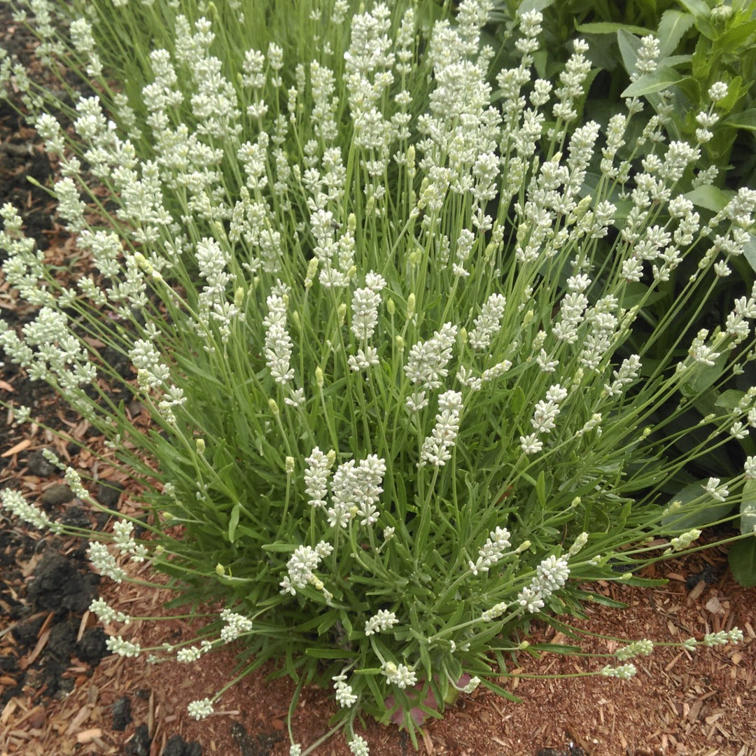Lavandula angustifolia 'La Diva Spirit White' – English Lavender
