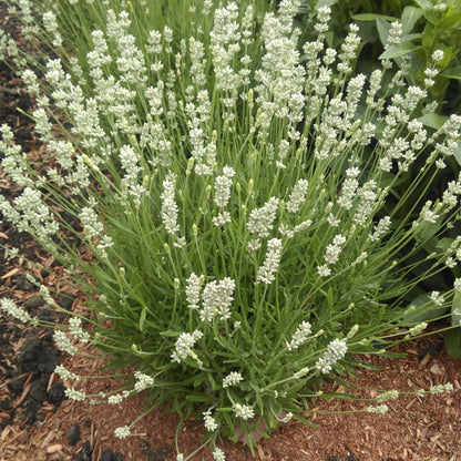 Lavandula angustifolia 'La Diva Spirit White' – English Lavender