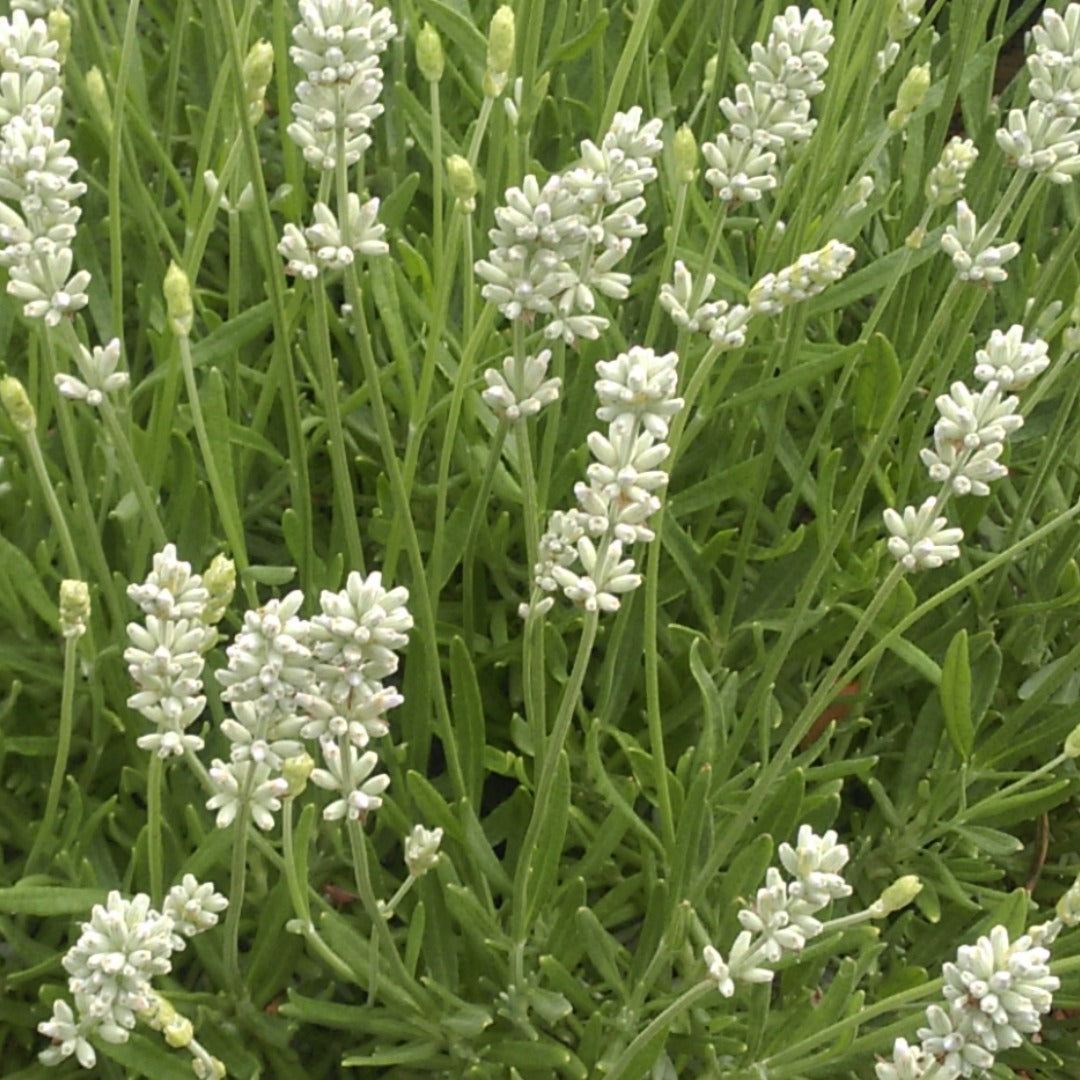Lavandula angustifolia 'La Diva Spirit White' – English Lavender