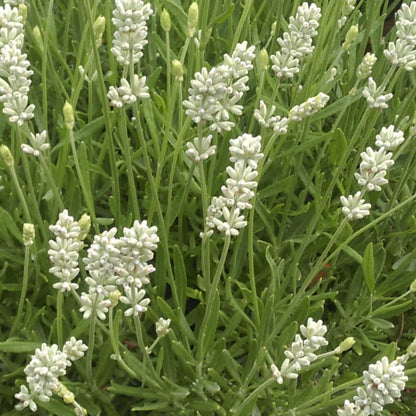 Lavandula angustifolia 'La Diva Spirit White' – English Lavender