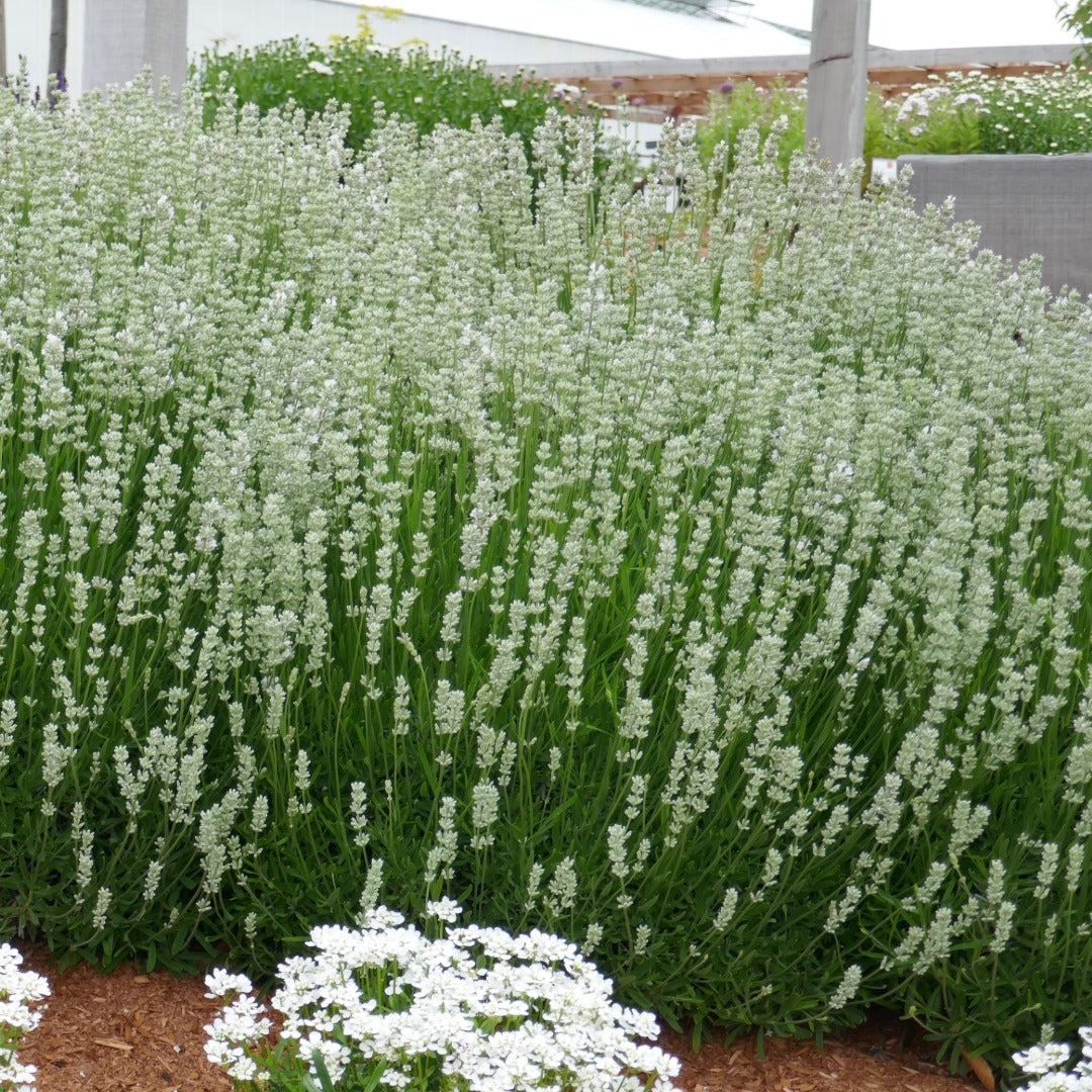 Lavender - La Diva Spirit White
