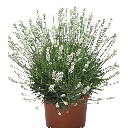 Lavandula angustifolia 'La Diva Spirit White' – English Lavender