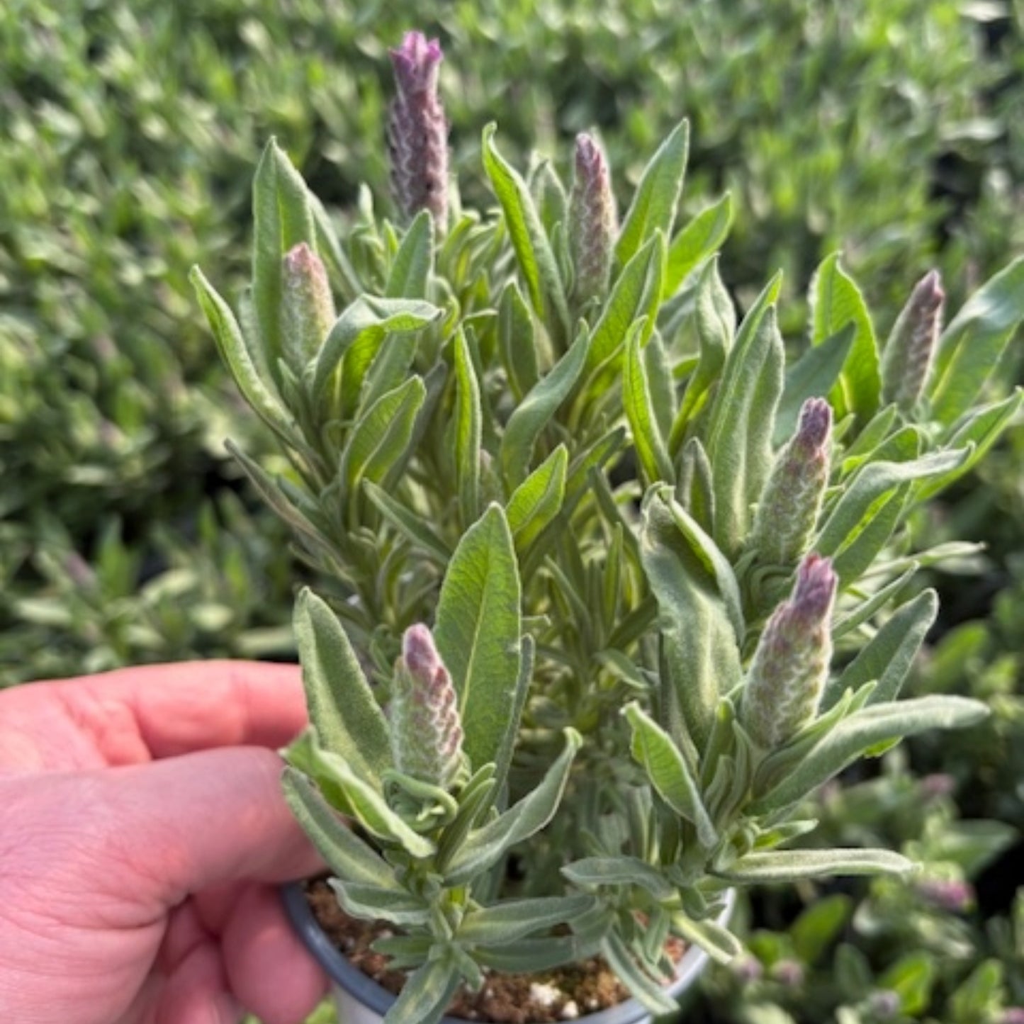 Lavandula stoechas 'Majestic' – Spanish Lavender