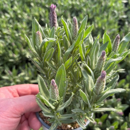 Lavandula stoechas 'Majestic' – Spanish Lavender