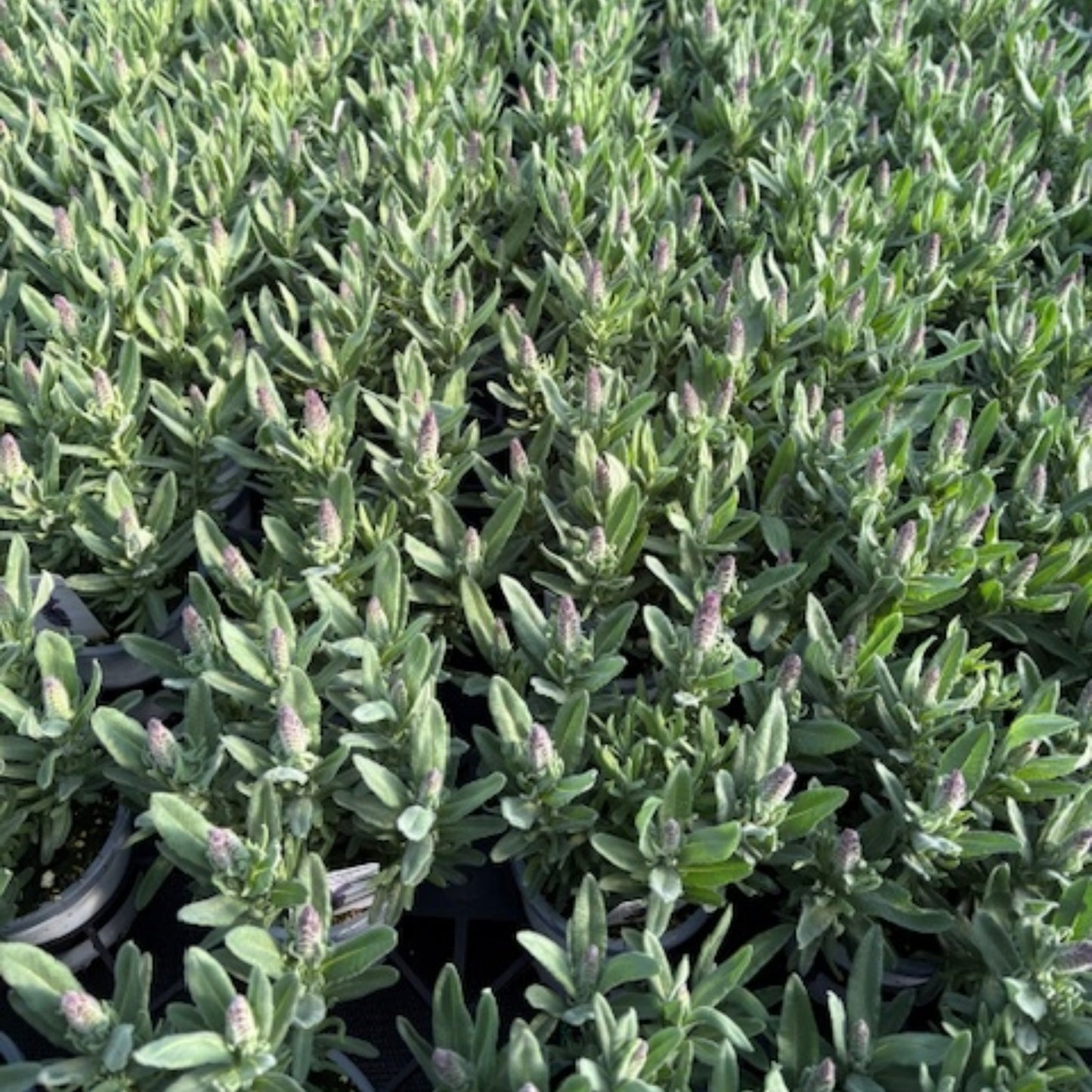Lavandula stoechas 'Majestic' – Spanish Lavender