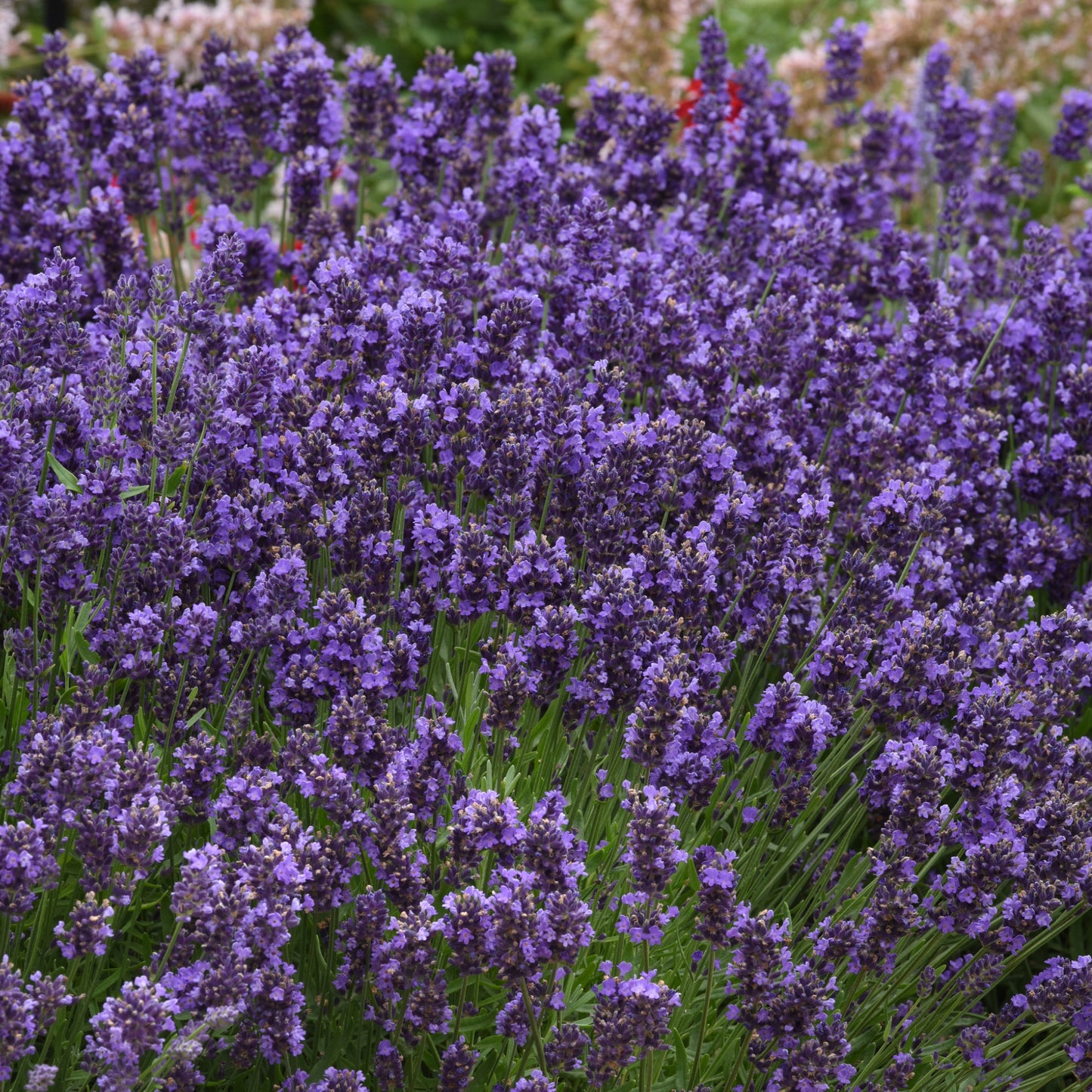 Hidcote Blue' English Lavender