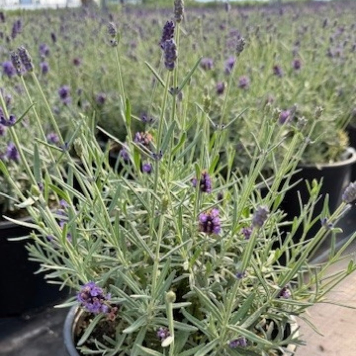 Lavandula angustifolia LAVENIZE™ Silver Forever – Lavande anglaise