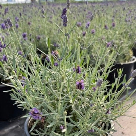 Lavandula angustifolia 'Lavenize Silver Forever' – English Lavender