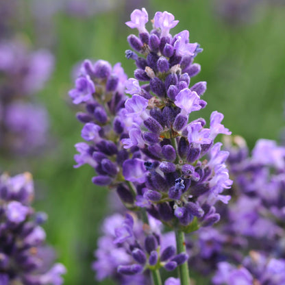 Hidcote Blue' English Lavender