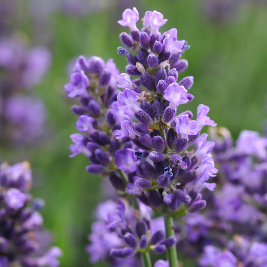 Hidcote Blue' English Lavender
