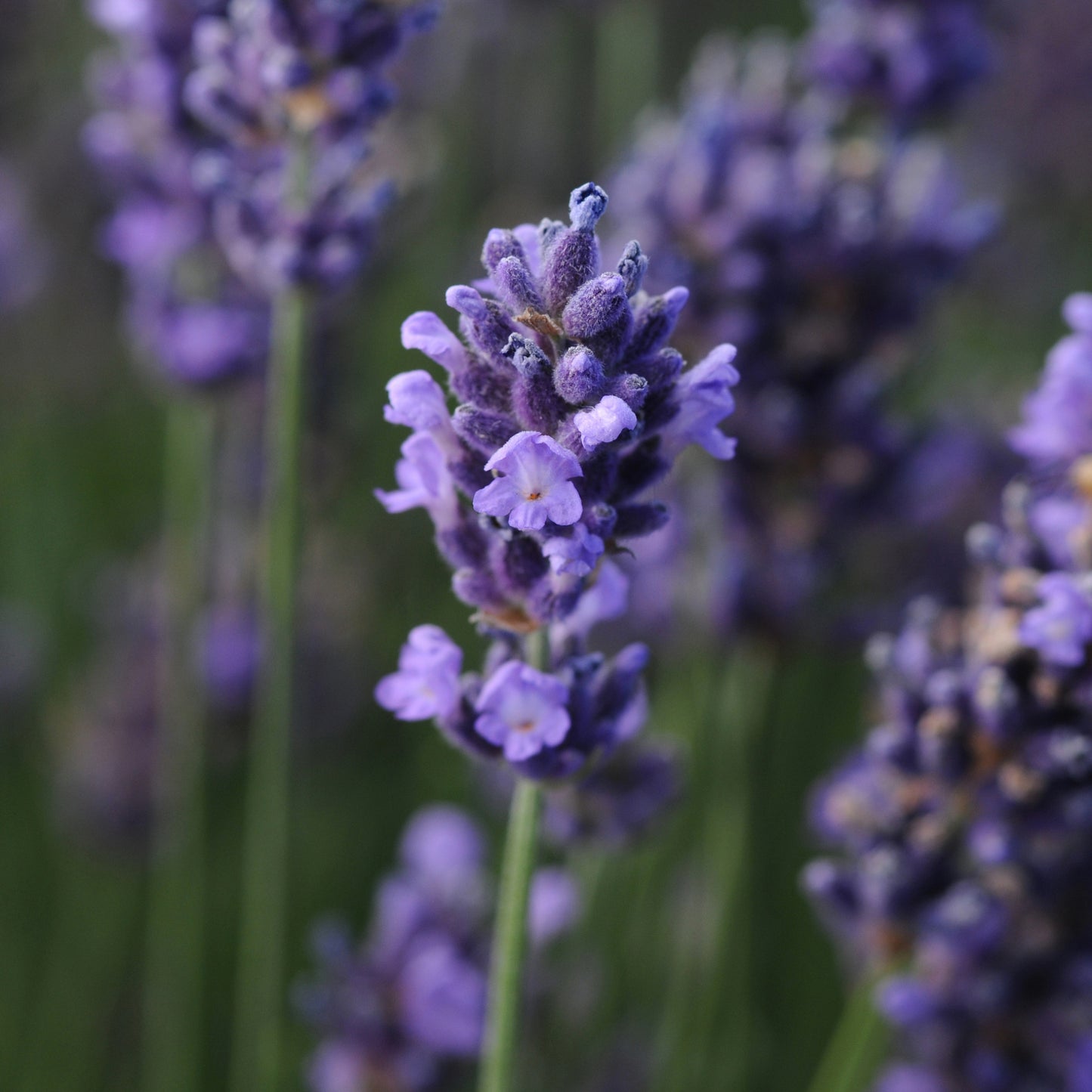 Hidcote Blue' English Lavender