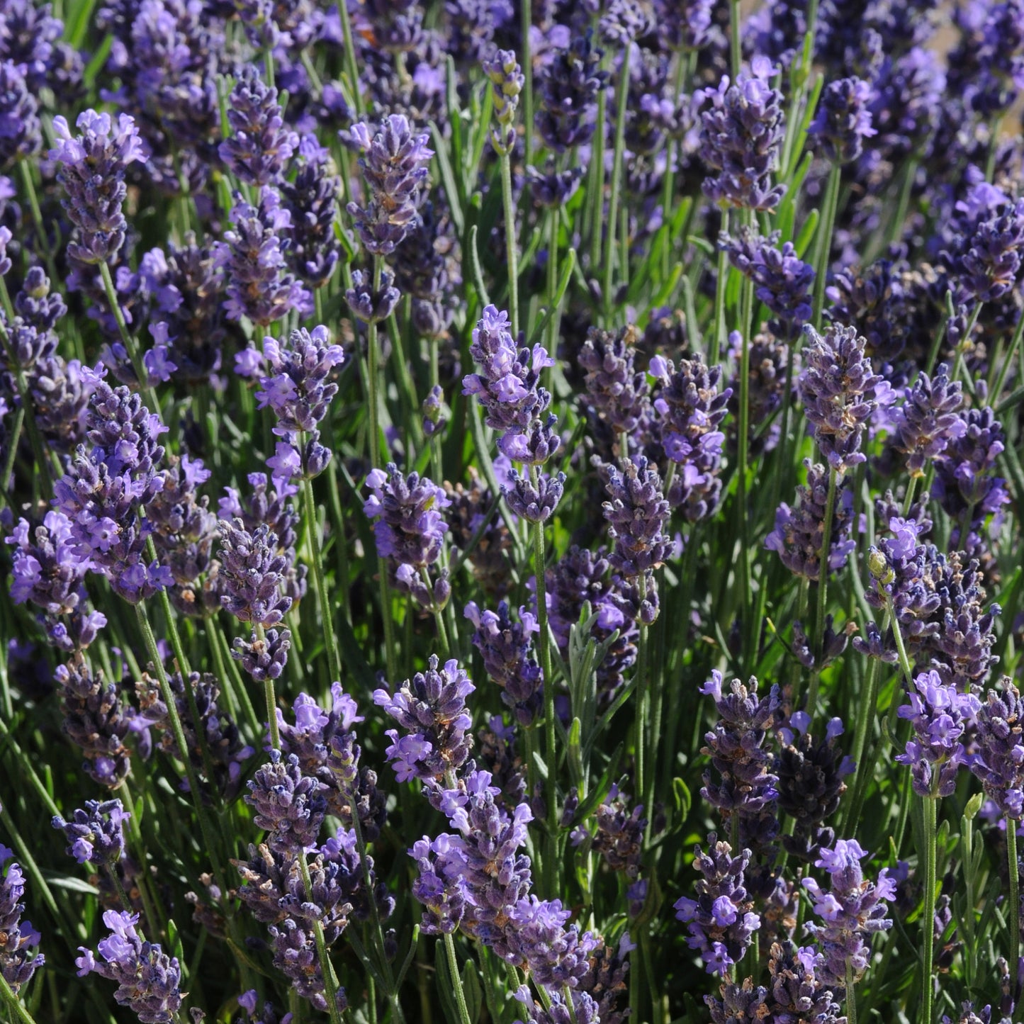 Hidcote Blue' English Lavender