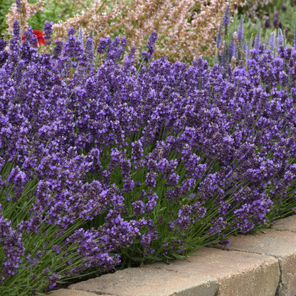 Hidcote Blue' English Lavender