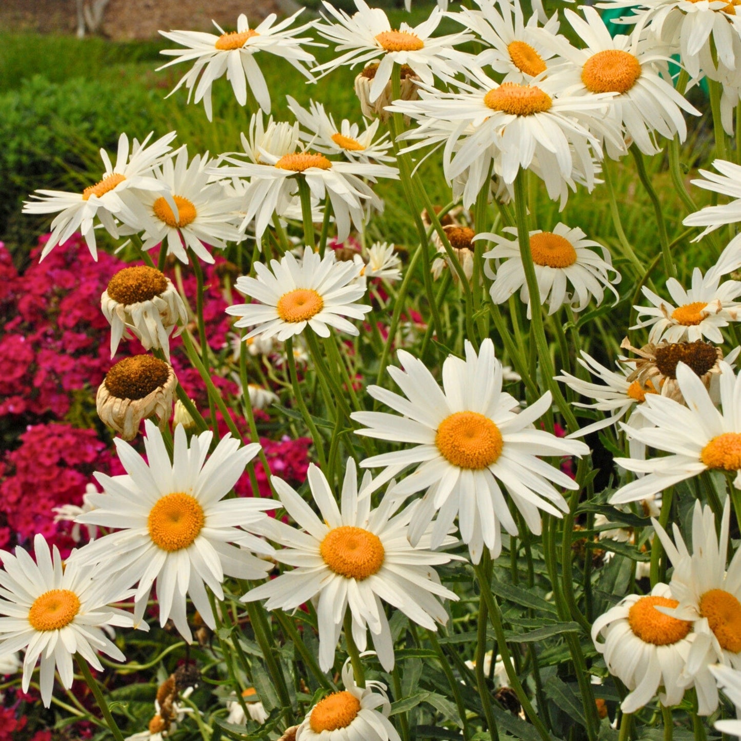 Marguerite géante 'Alaska'