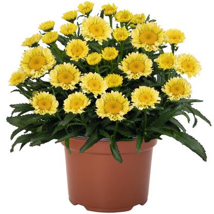 Leucanthemum 'Sweet Daisy® Izabel' – 'Sweet Daisy® Izabel' Shasta Daisy