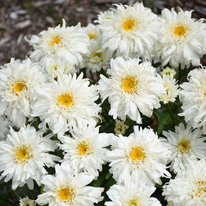 Marguerite blanche AMAZING DAISIES® Marshmallow