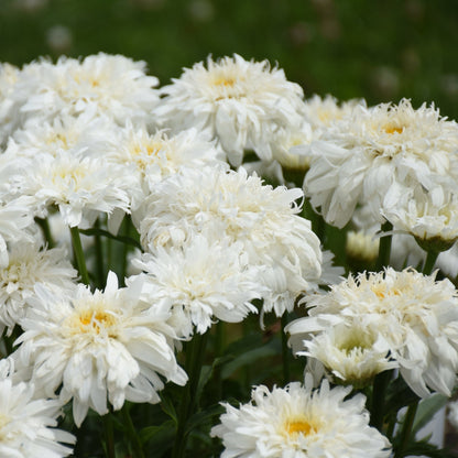 Marguerite blanche AMAZING DAISIES® Marshmallow