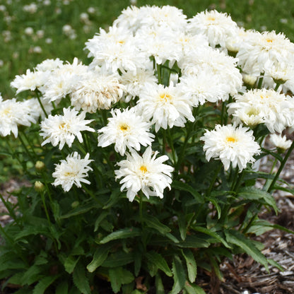 Marguerite blanche AMAZING DAISIES® Marshmallow