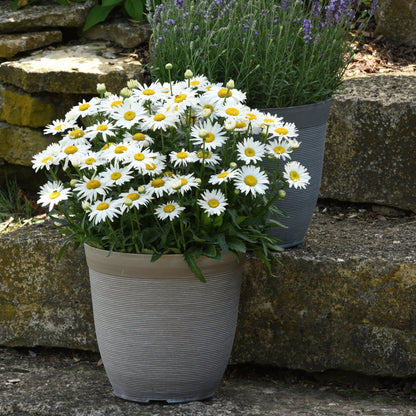 BETSY™ Shasta Daisy